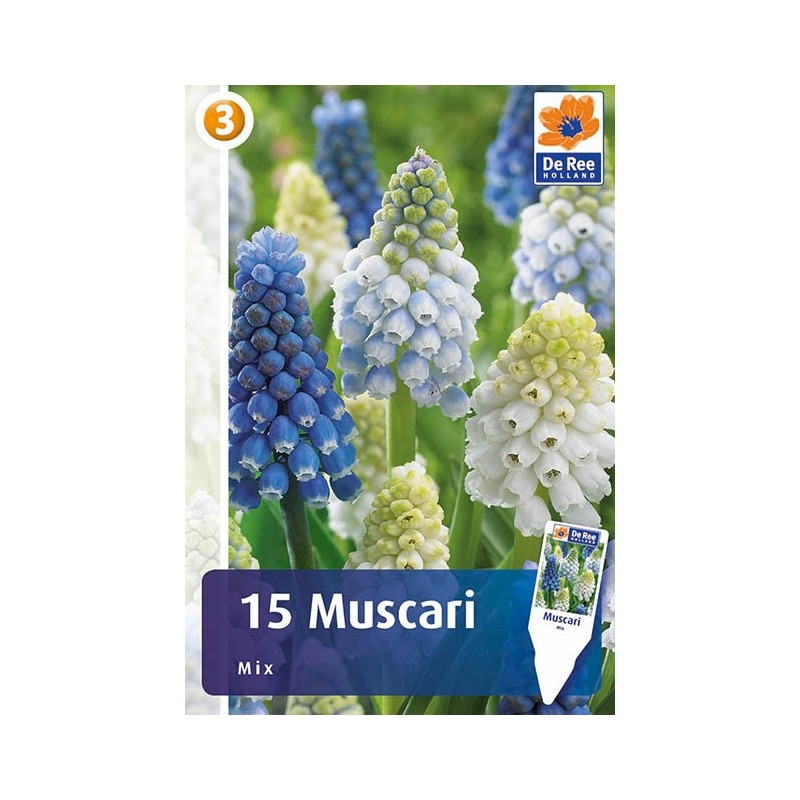 Perlehyacint løg - Muscari Mix - 30 løg