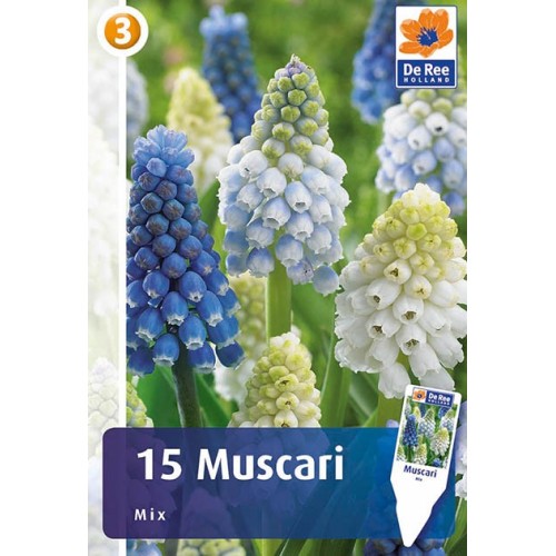 Perlehyacint løg - Muscari Mix - 30 løg