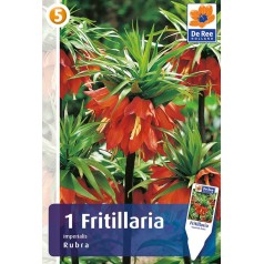 Orangerød Kejserkrone - Fritillaria Imperialis Rubra / 1 Løg
