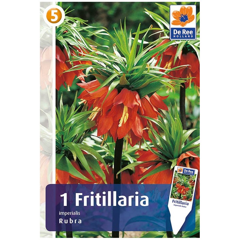 Orangerød Kejserkrone - Fritillaria Imperialis Rubra / 1 Løg