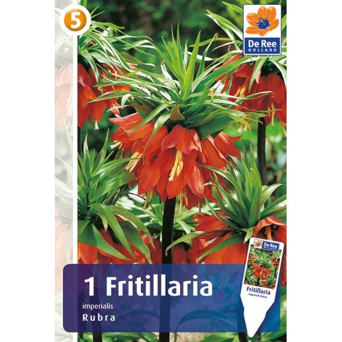 Orangerød Kejserkrone - Fritillaria Imperialis Rubra / 1 Løg