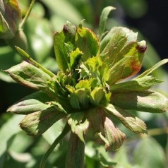 Rose Viridiflora - Buketrose / Barrods