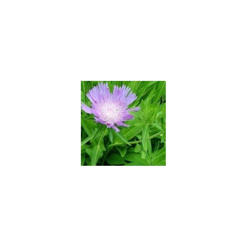 Stokesia laevis / Stokesia