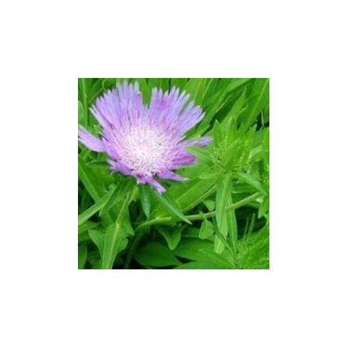 Stokesia laevis / Stokesia