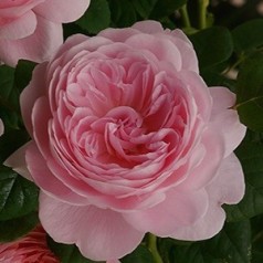 Rose Queen of Sweden / Engelsk Rose