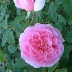 Rose The Mayflower / Engelsk Rose