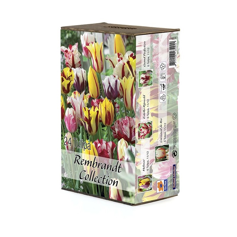 Tulipan blanding - Tulipa Rembrandt Collection