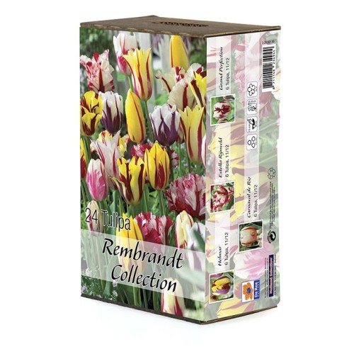 Tulipan blanding - Tulipa Rembrandt Collection