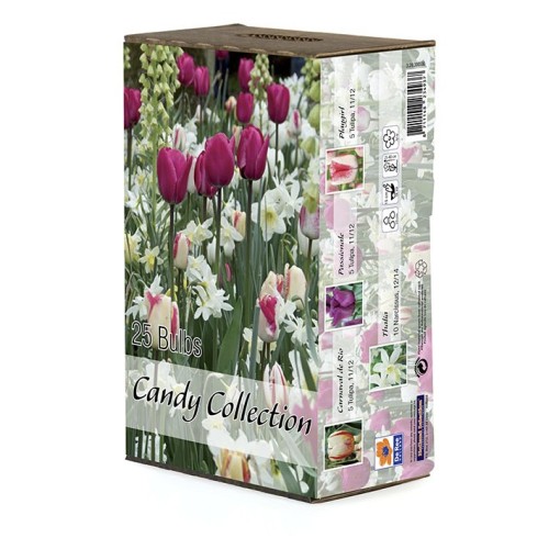 Tulipan & blanding - Candy Collection