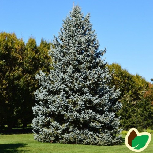 Blågran 30-50 cm. - Bundt med 10 stk. barrodsplanter - Picea pungens Glauca _