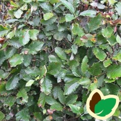 Pyrenæisk Røn 60-100 cm. - Bundt med 10 stk. barrodsplanter - Sorbus mougeotii