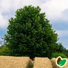 Ahorn - Ær 60-100 cm. - Bundt med 10 stk. barrodsplanter - Acer pseudoplatanus