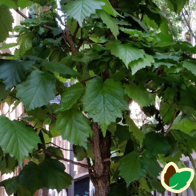 Tyrkisk Hassel 50-80 cm. - Bundt med 10 stk. barrodsplanter - Corylus colurna _ Tyrkisk Hassel 50-80 cm. - Bundt med 10 stk. barrodsplanter - Corylus colurna _
