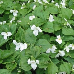 Trillium grandiflorum / Treblad