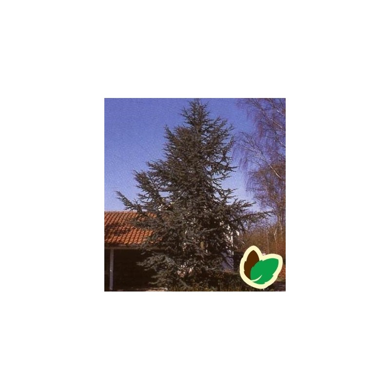 Cedrus libani Glauca - Blå Atlasceder // 125-150 cm.