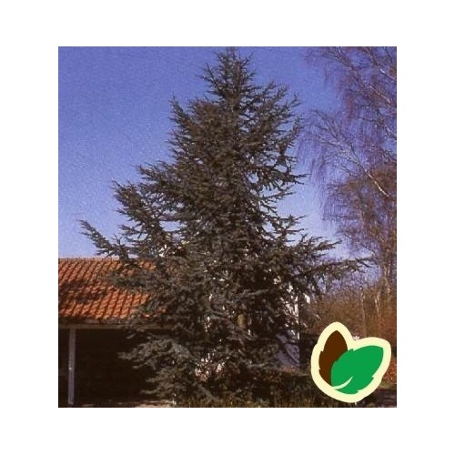 Cedrus libani Glauca - Blå Atlasceder // 125-150 cm.
