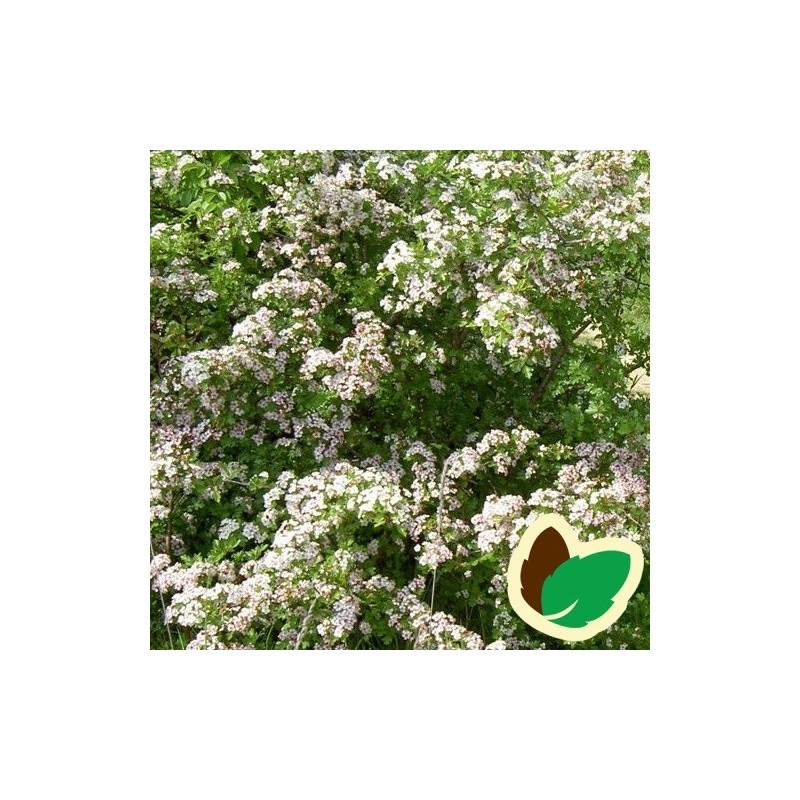 Crataegus monogyna - Hvidtjørn / 150-175 cm.