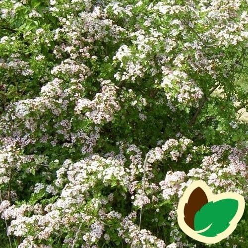 Crataegus monogyna - Hvidtjørn / 150-175 cm.