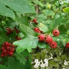 Crataegus monogyna - Hvidtjørn / 150-175 cm.