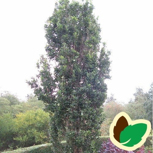 Quercus robur Fastigiata - Pyramideeg / 150-175 cm.