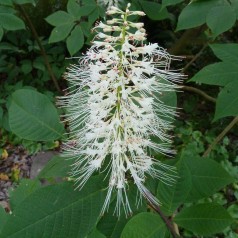 Aesculus parviflora / Busk Hestekastanje