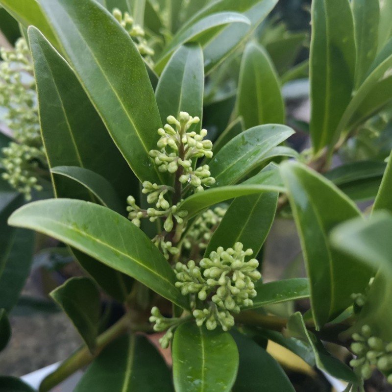 Skimmia confusa 'Kew Green'