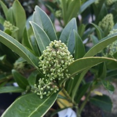 Skimmia confusa 'Kew Green'