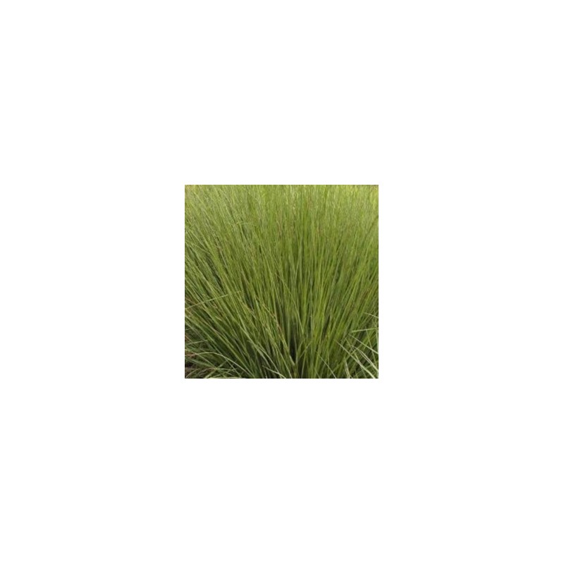 Molinia caerulea Moorhexe / Pibegræs Molinia caerulea Moorhexe / Pibegræs