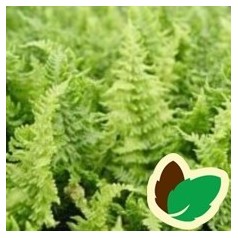 Woodsia obtusa / Alm. Frynsebregne