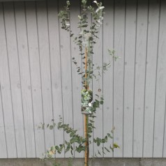 Eukalyptus 60-80 cm. -...