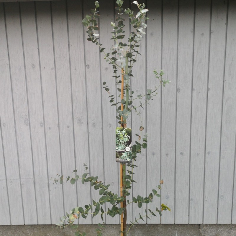 Eukalyptus 60-80 cm. - Eucalyptus gunnii