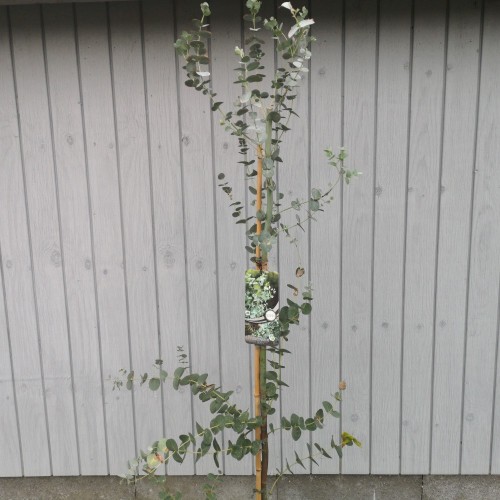 Eukalyptus 60-80 cm. - Eucalyptus gunnii