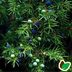 Almindelig Enebær 20-40 cm. - Bundt med 10 stk. barrodsplanter - Juniperus communis _