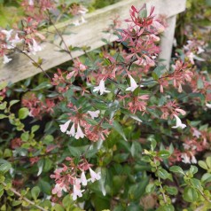 Abelia grandiflora