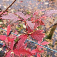 Acer griseum - Papirbarkløn