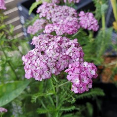 Achillea millefolium Apfelblüte - Røllike