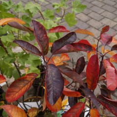 Amelanchier alnifolia - Ellebladet bærmispel (Saskatoon Berry)