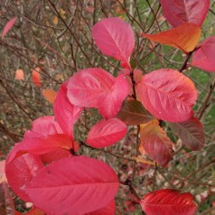 Aronia melanocarpa - Sortfrugtet Surbær