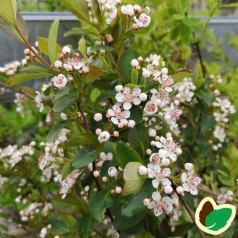 Aronia arbutifolia Brilliant - Surbær