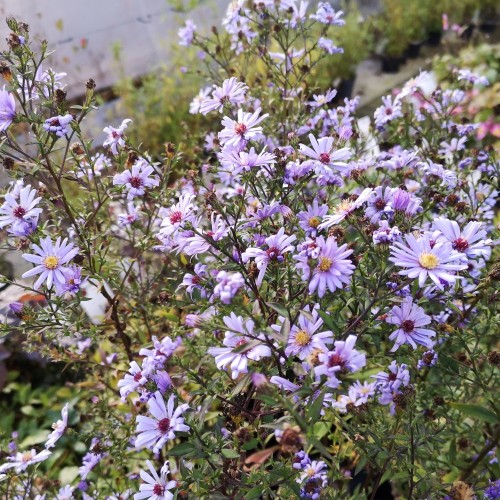 Aster cordifolius Little Carlow - Hjertebladet Asters