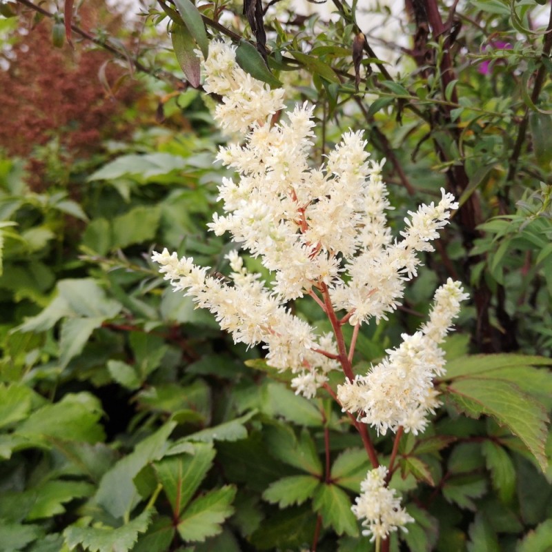 Astilbe arendsii Younique White - Astilbe