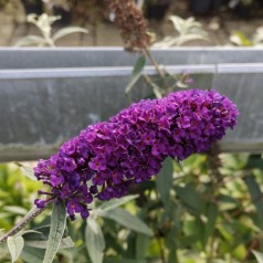 Buddleja davidii Black Knight / Sommerfuglebusk