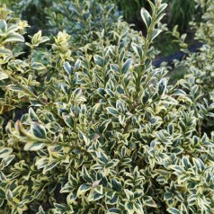 Buxus sempervirens Elegans - Hvidbroget Buksbom / 20-30 cm. i potte.