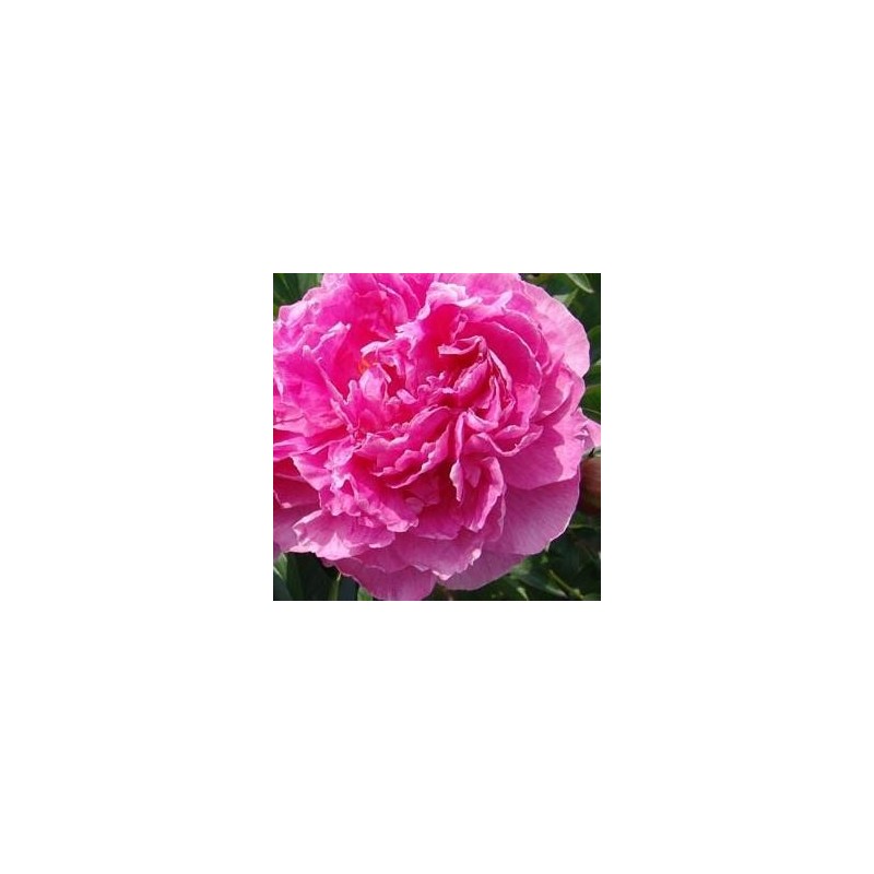 Paeonia lactiflora Dr Alexander De Flemming / Silkepæon