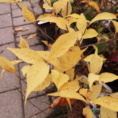 Callicarpa japonica Leucocarpa / Glasbær