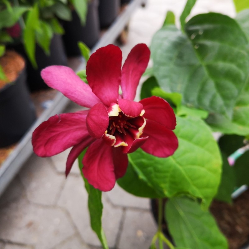 Calycanthus-Sinocalycalycanthus raulstonii Hartlage Wine - Kanelbusk