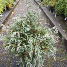 Chamaecyparis pisifera Baby Blue - Dværg Cypres