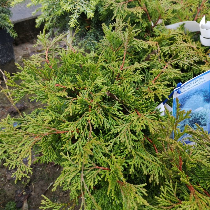Chamaecyparis obtusa Pygmaea - Dværgcypres Chamaecyparis obtusa Pygmaea - Dværgcypres
