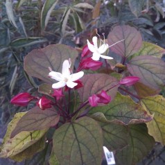 Clerodendrum trichotomum / Skæbnetræ