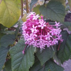 Clerodendrum bungei / Skæbnetræ